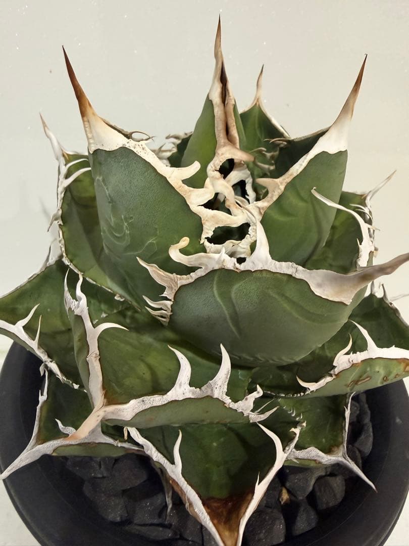 ディアボロビアンコ（Mt.Fuji産）親株　アガベ　オテロイ　チタノタ