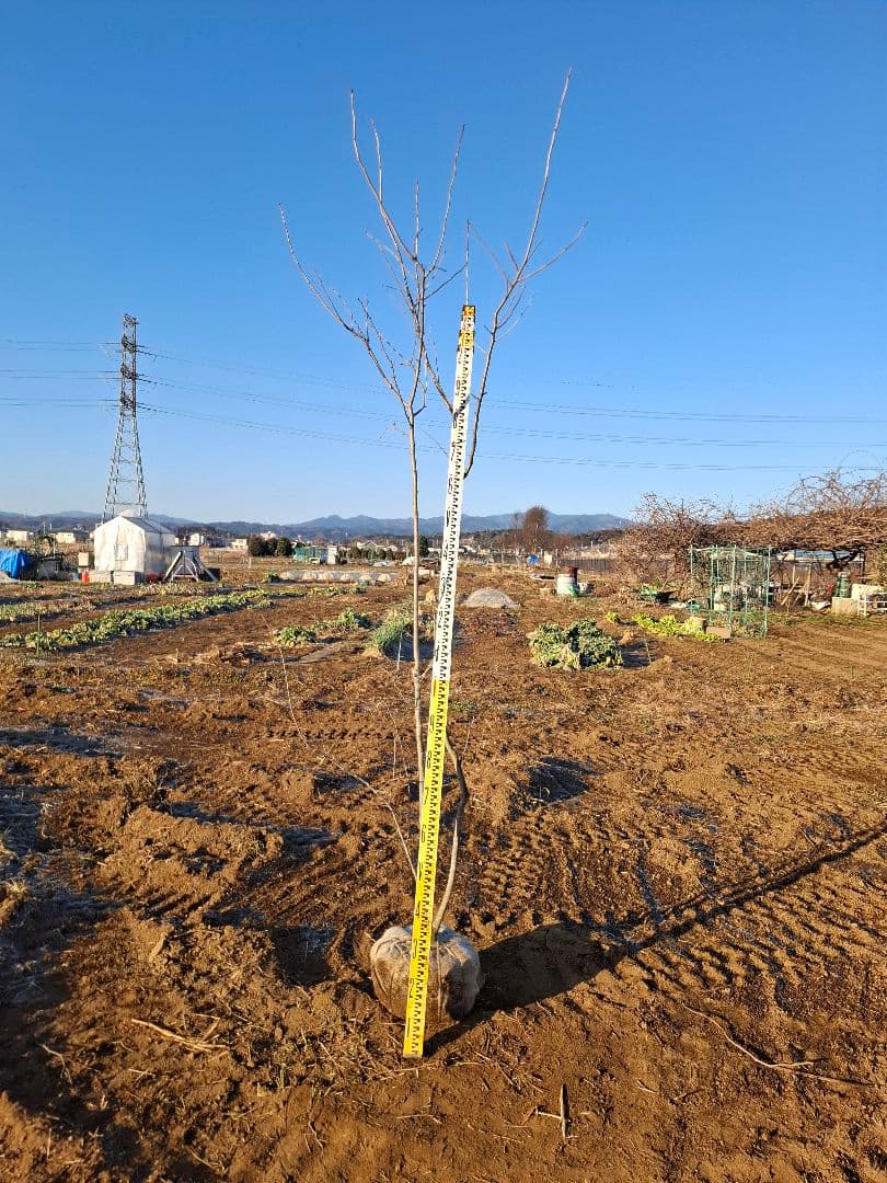 アオダモ　山彩り　ーーアオハダ、モミジ、カエデーー