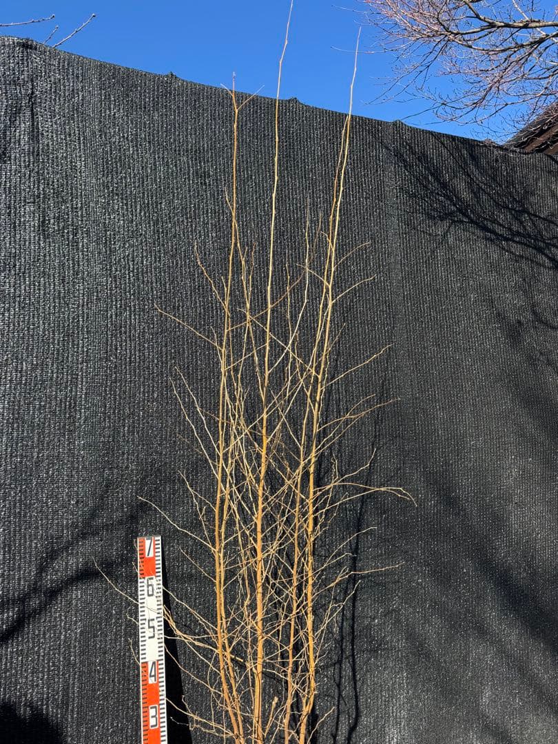 エゴノキ　株立ち　【品番3522】