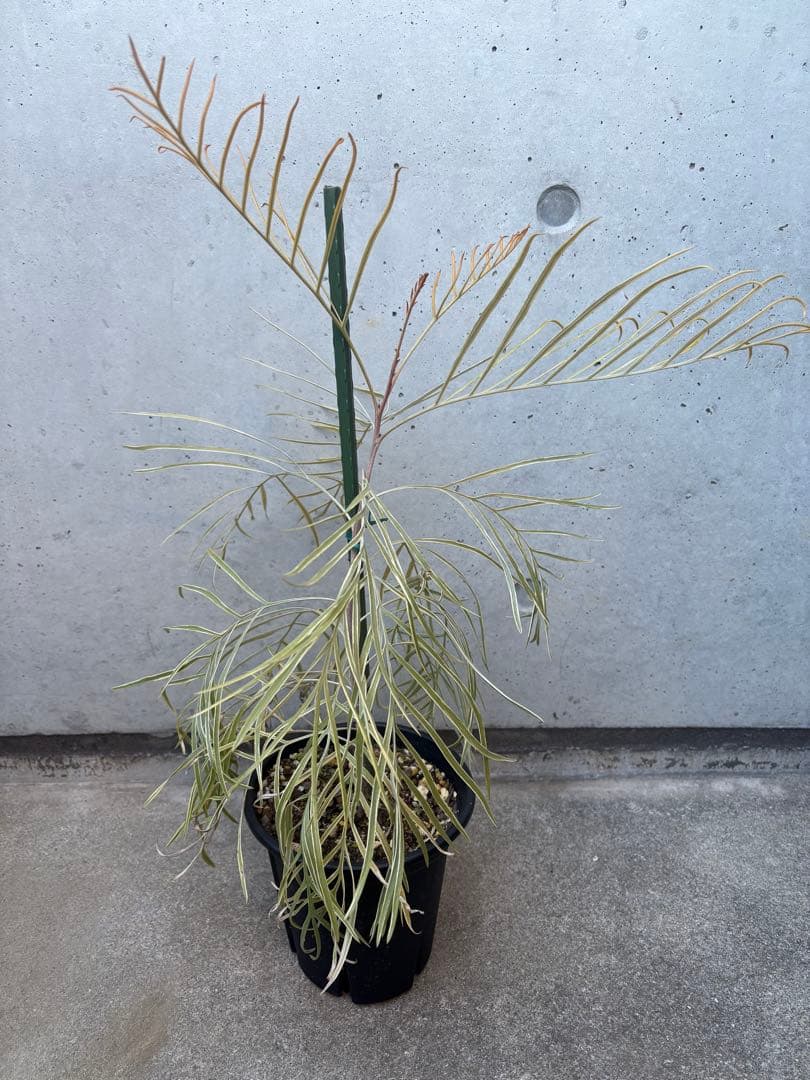 希少 グレビレア ハニーワンダー ②