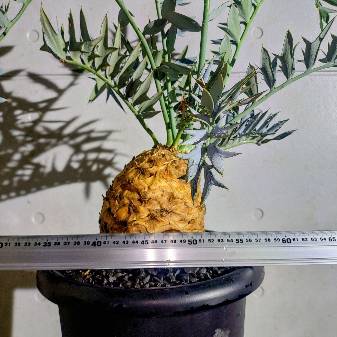 エンセファラルトス　ホリダスEncephalartos horridus