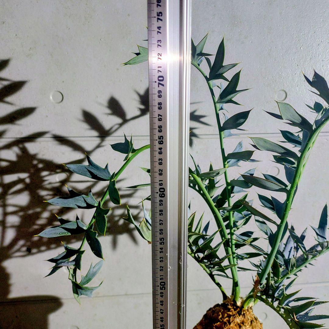 エンセファラルトス　ホリダスEncephalartos horridus