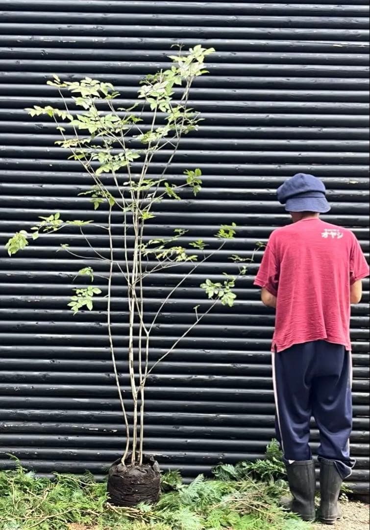 山採り天然　アオダモ　５本株立　100