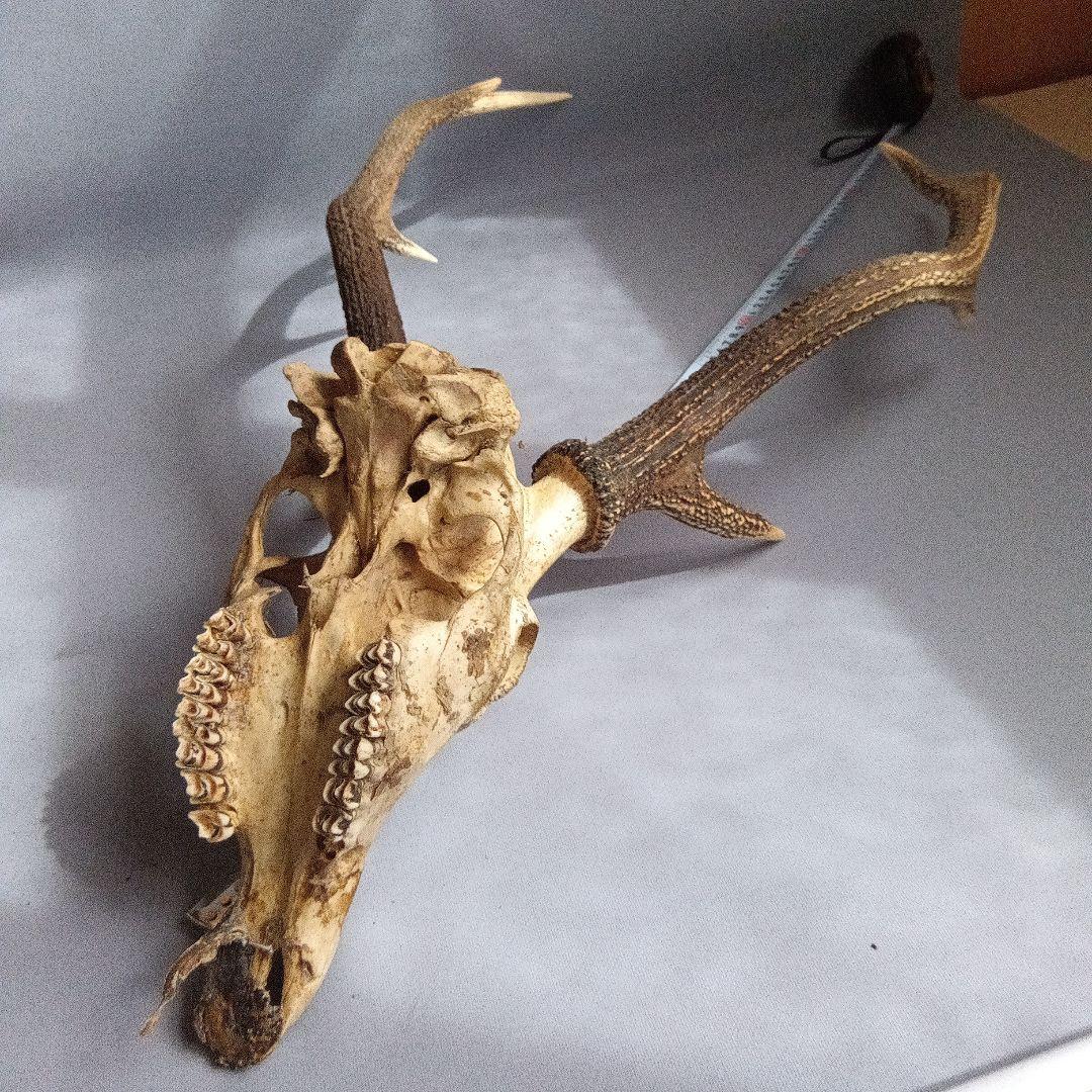 鹿の角　対　頭付き　70cm