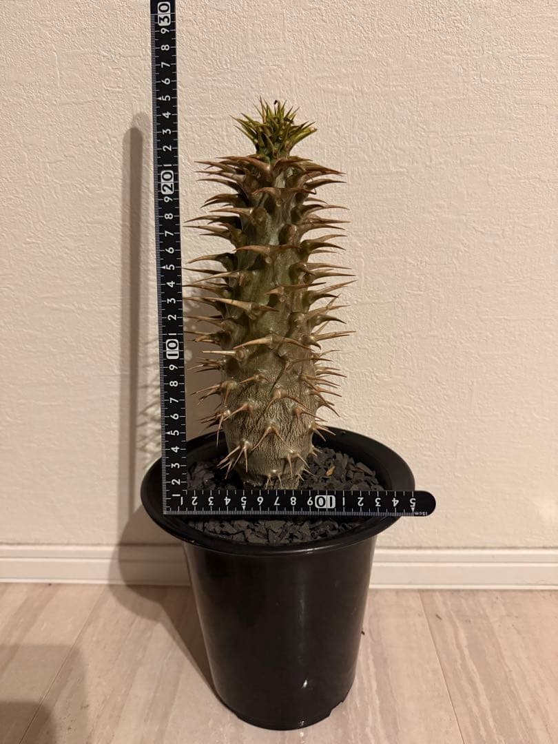 アンボンゲンセ　特大　実生