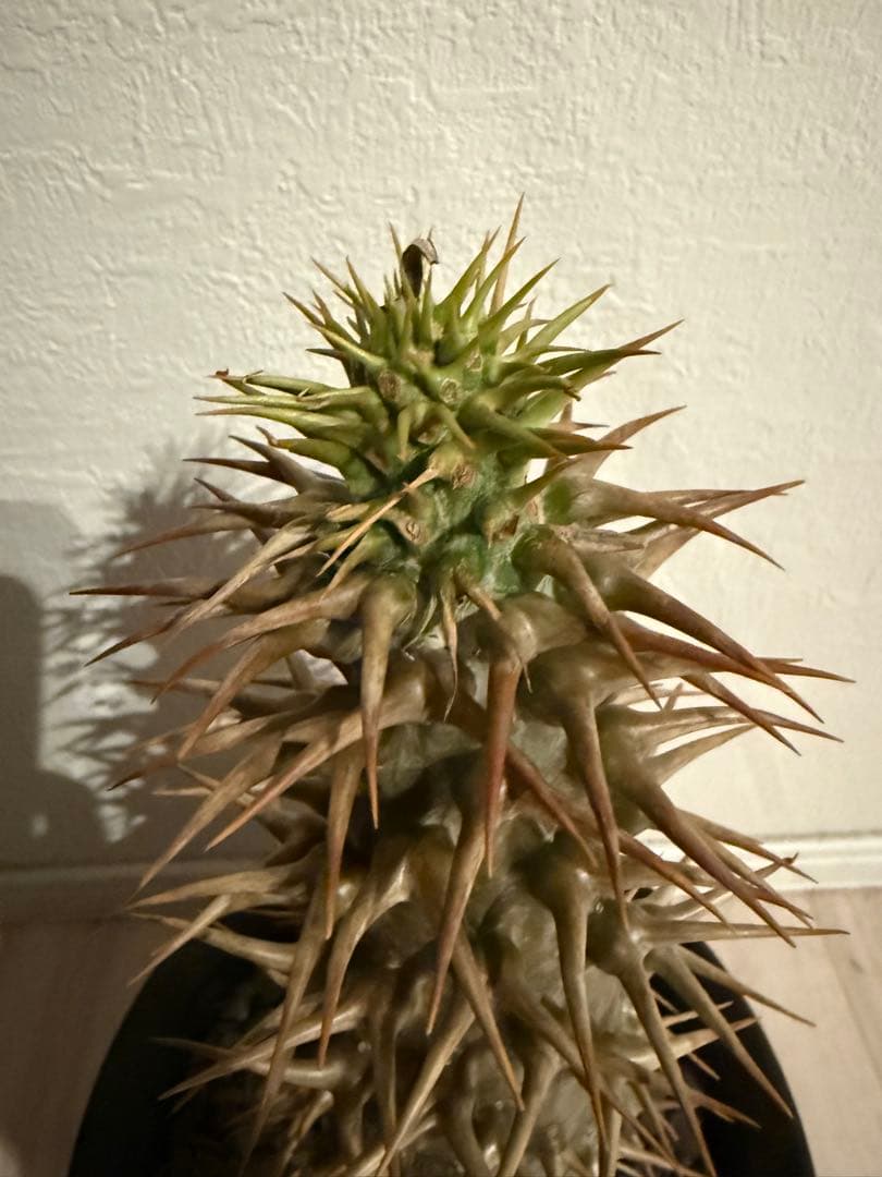 アンボンゲンセ　特大　実生