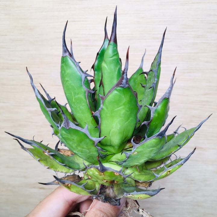 【超高騰品種】アガベ スーパーホリダ ブラッククラウン 極上黒強棘陽炎 実生特選