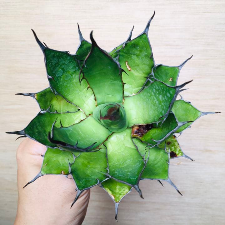 【超高騰品種】アガベ スーパーホリダ ブラッククラウン 極上黒強棘陽炎 実生特選