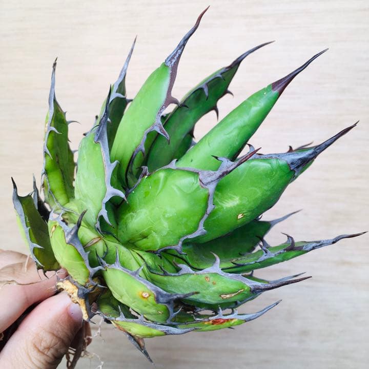 【超高騰品種】アガベ スーパーホリダ ブラッククラウン 極上黒強棘陽炎 実生特選