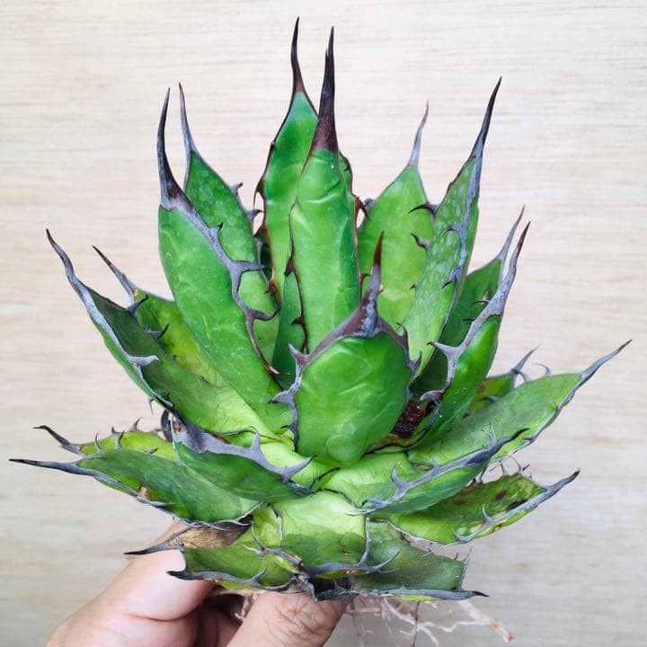 【超高騰品種】アガベ スーパーホリダ ブラッククラウン 極上黒強棘陽炎 実生特選