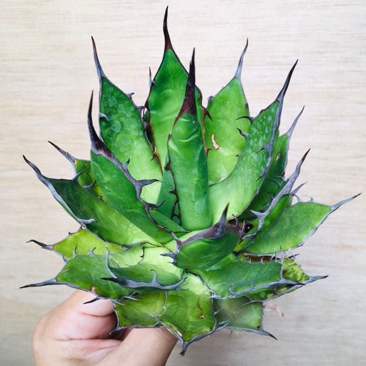 【超高騰品種】アガベ スーパーホリダ ブラッククラウン 極上黒強棘陽炎 実生特選