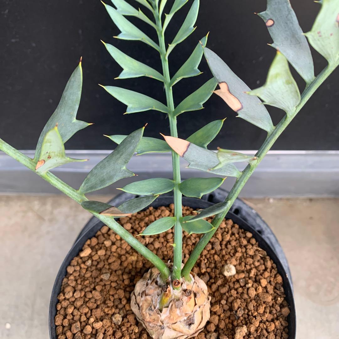 【南アフリカ産】エンセファラルトス・ホリダス(発根済)No3-25