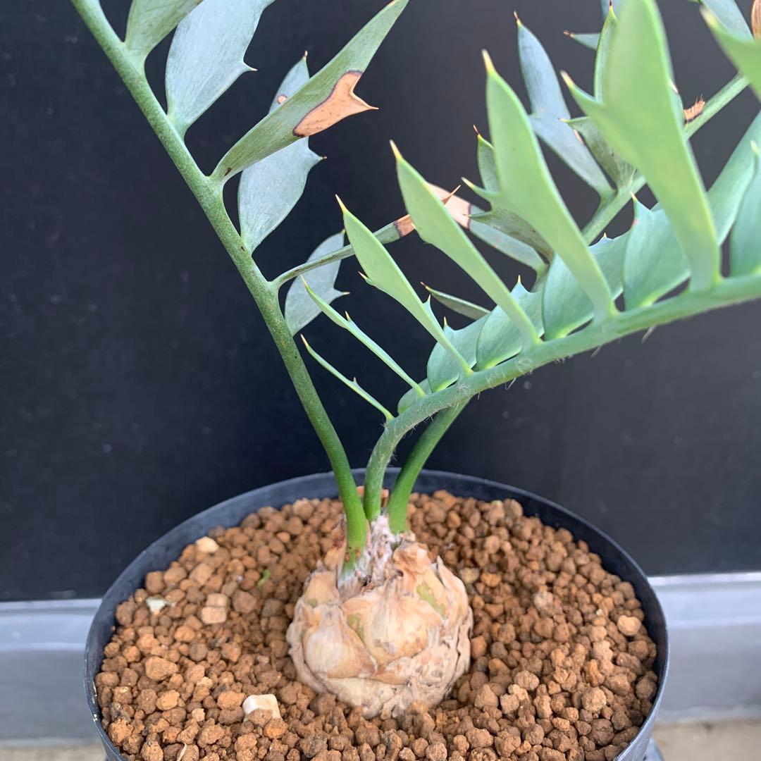 【南アフリカ産】エンセファラルトス・ホリダス(発根済)No3-25