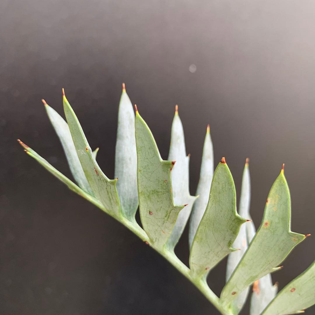 【南アフリカ産】エンセファラルトス・ホリダス(発根済)No3-25