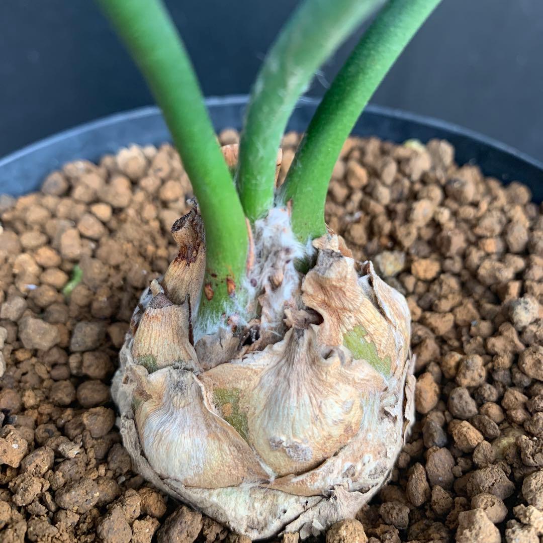 【南アフリカ産】エンセファラルトス・ホリダス(発根済)No3-25