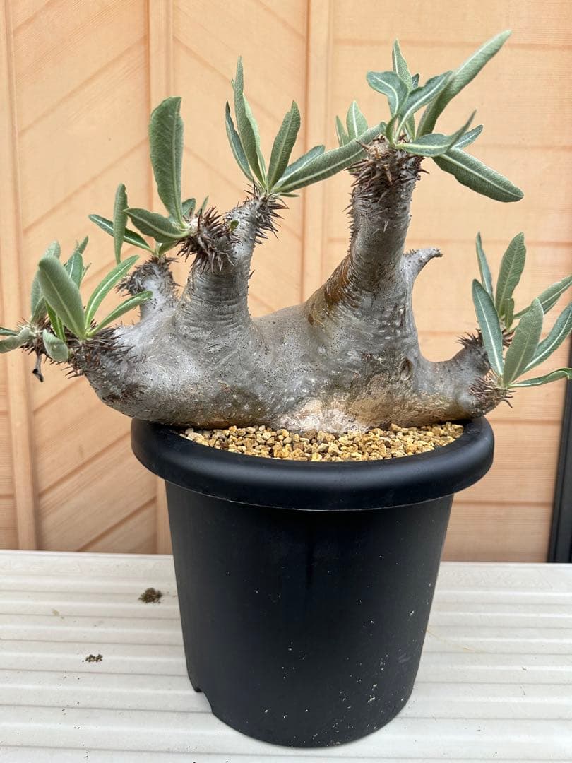 パキポディウム　ホロンベンセ(発根済み)