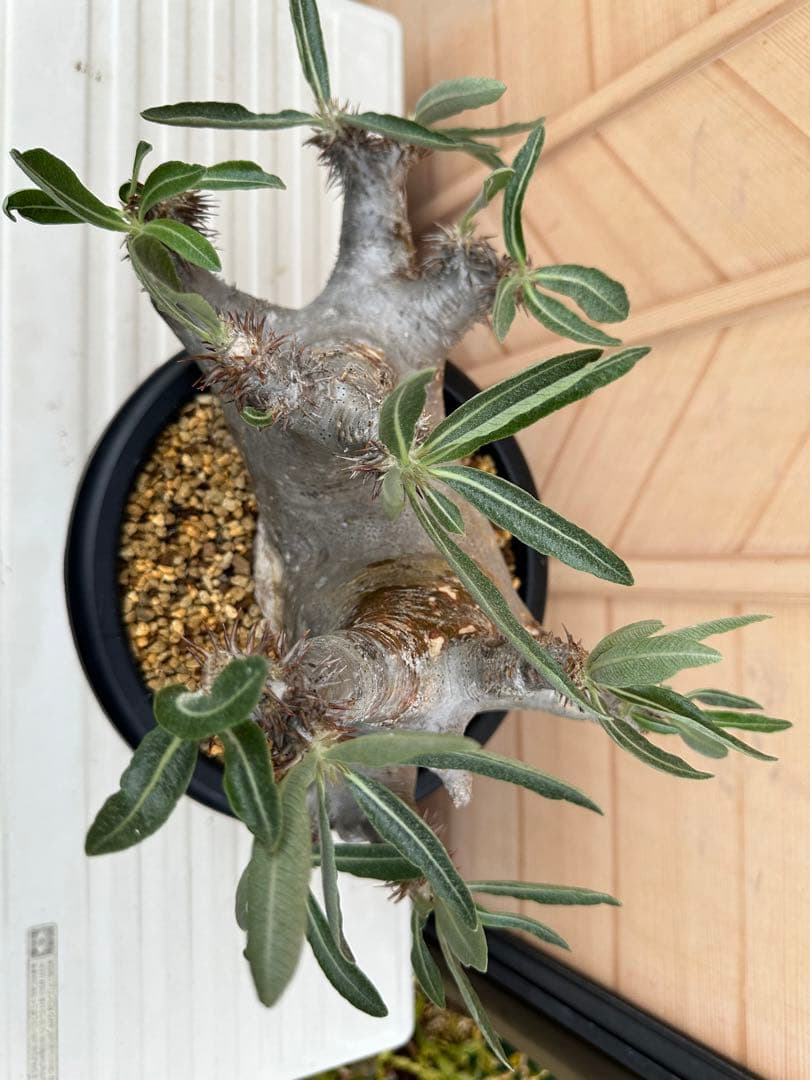 パキポディウム　ホロンベンセ(発根済み)