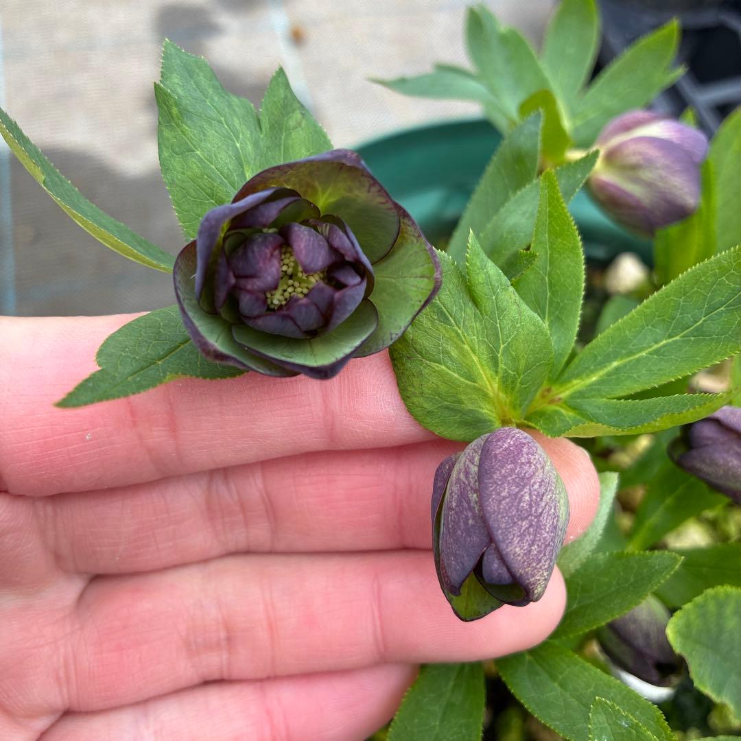 クリスマスローズ　小輪　トルカ交配　グレープバイカラー　７寸　開花途中