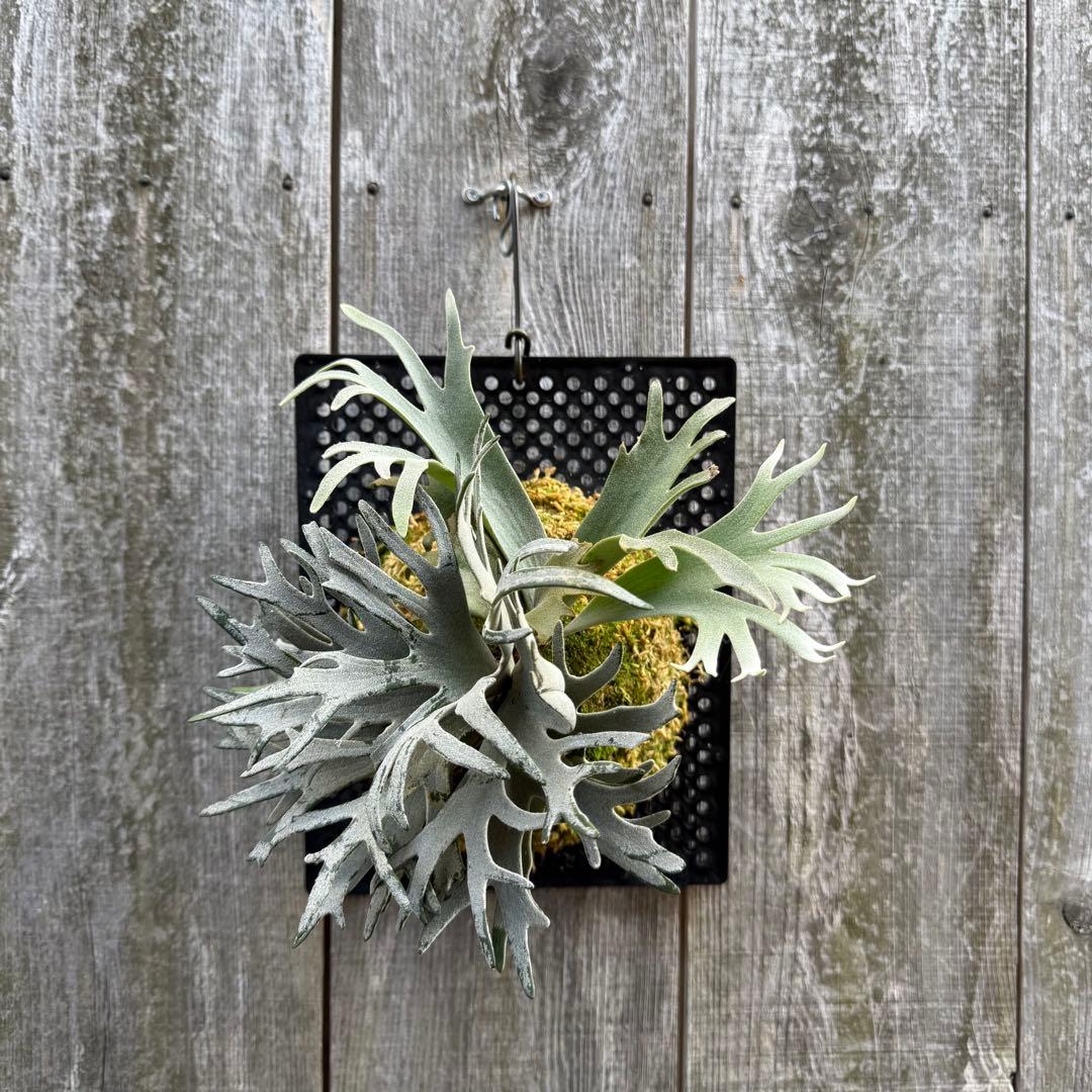 ビカクシダ P.willinckii Bacteria sporeling