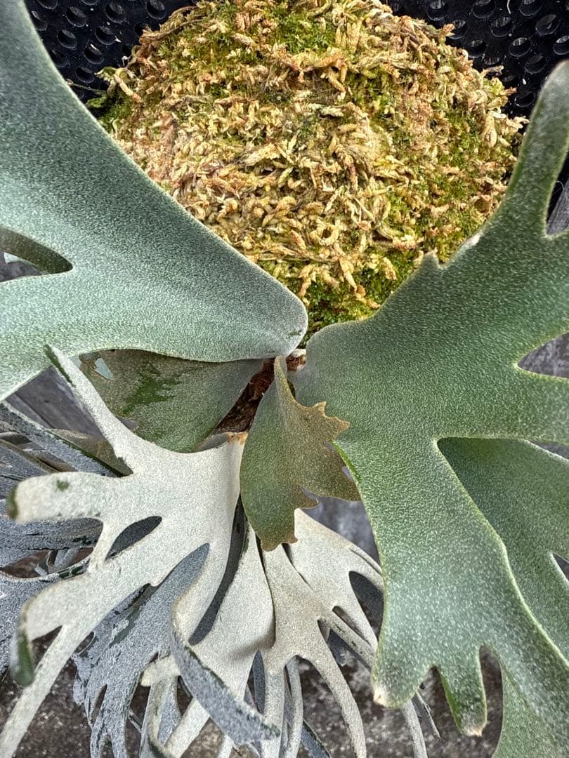 ビカクシダ P.willinckii Bacteria sporeling