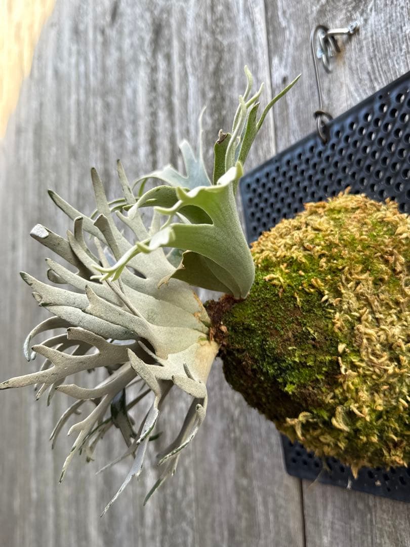 ビカクシダ P.willinckii Bacteria sporeling