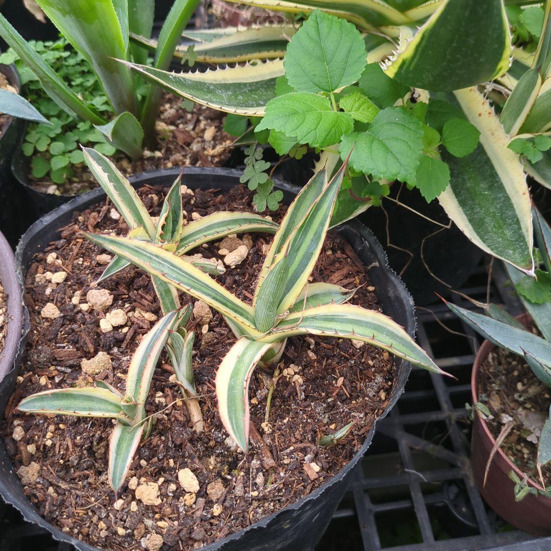 海さん様確認