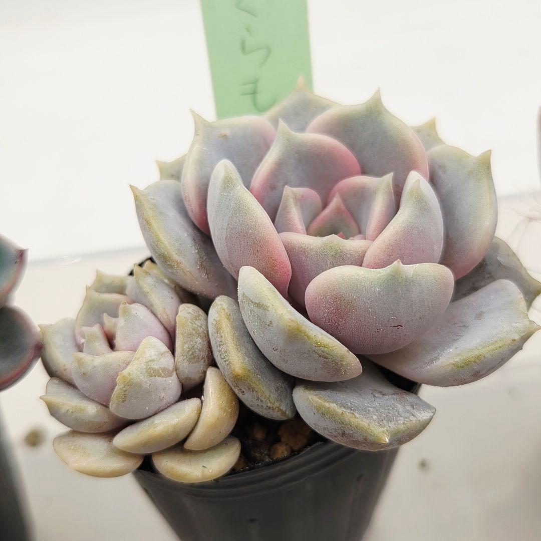 ぴか様9苗㊲千代田の松×ラウリンゼ❣️マカロニ❣️ツン❣️発根済つぶつぶ屋さん