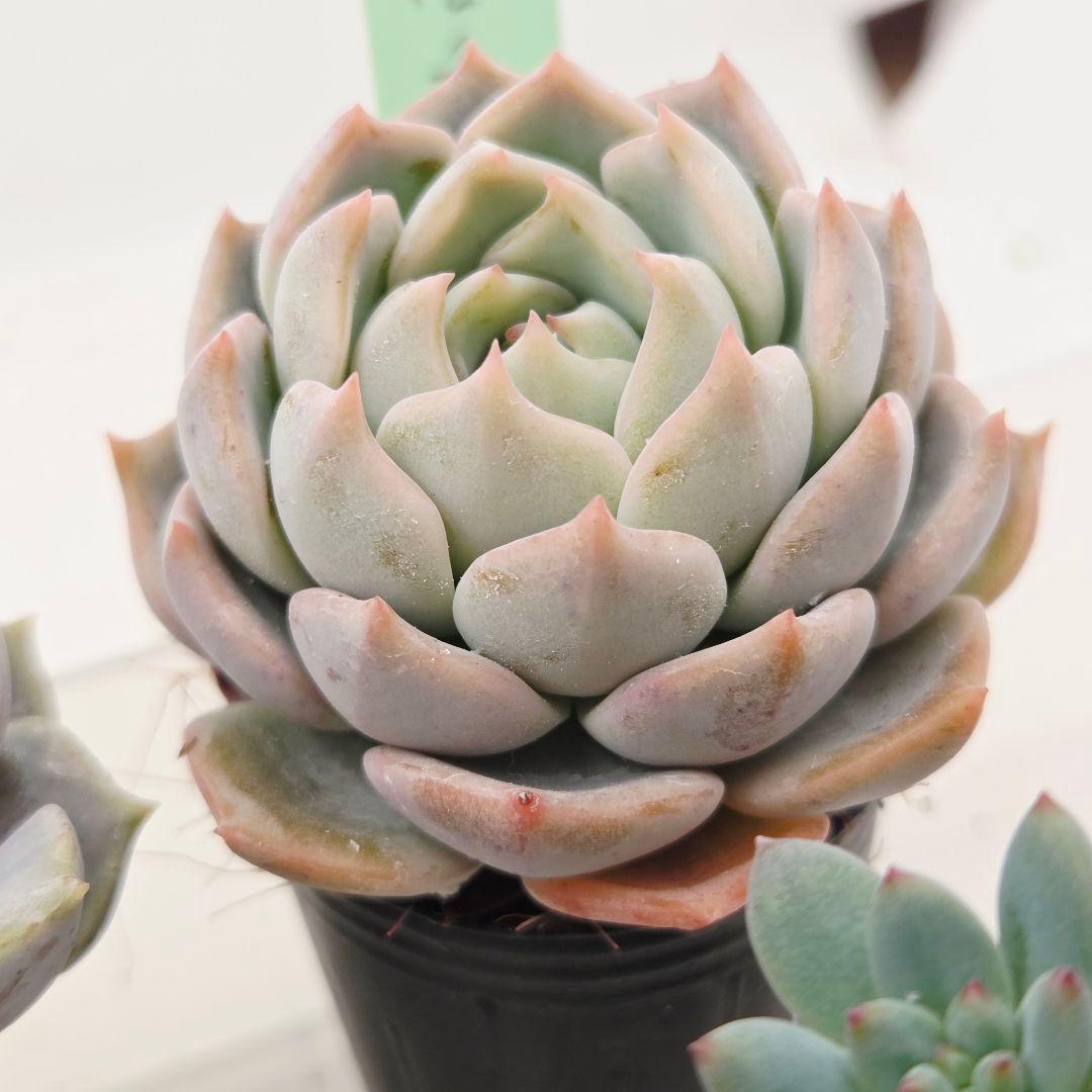 ぴか様9苗㊲千代田の松×ラウリンゼ❣️マカロニ❣️ツン❣️発根済つぶつぶ屋さん