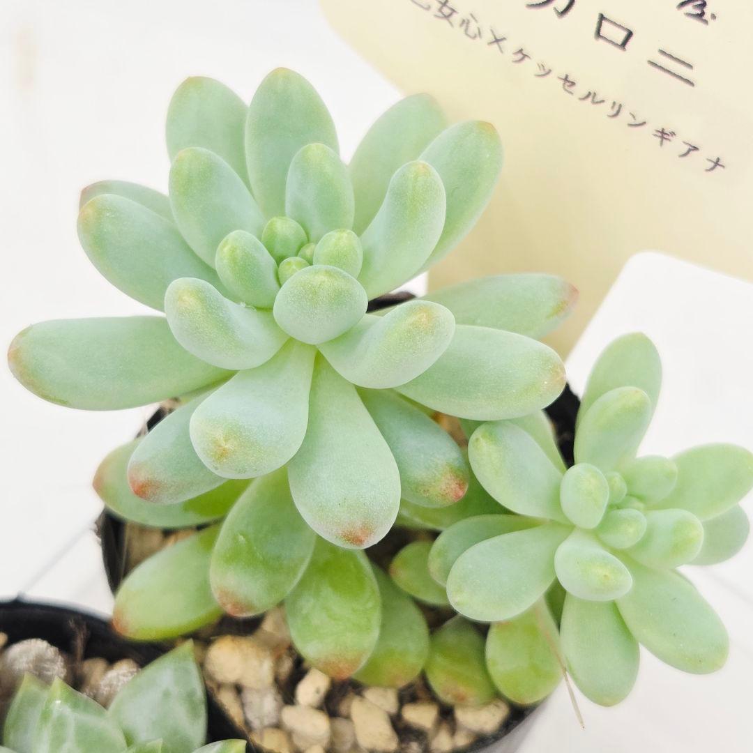 ぴか様9苗㊲千代田の松×ラウリンゼ❣️マカロニ❣️ツン❣️発根済つぶつぶ屋さん