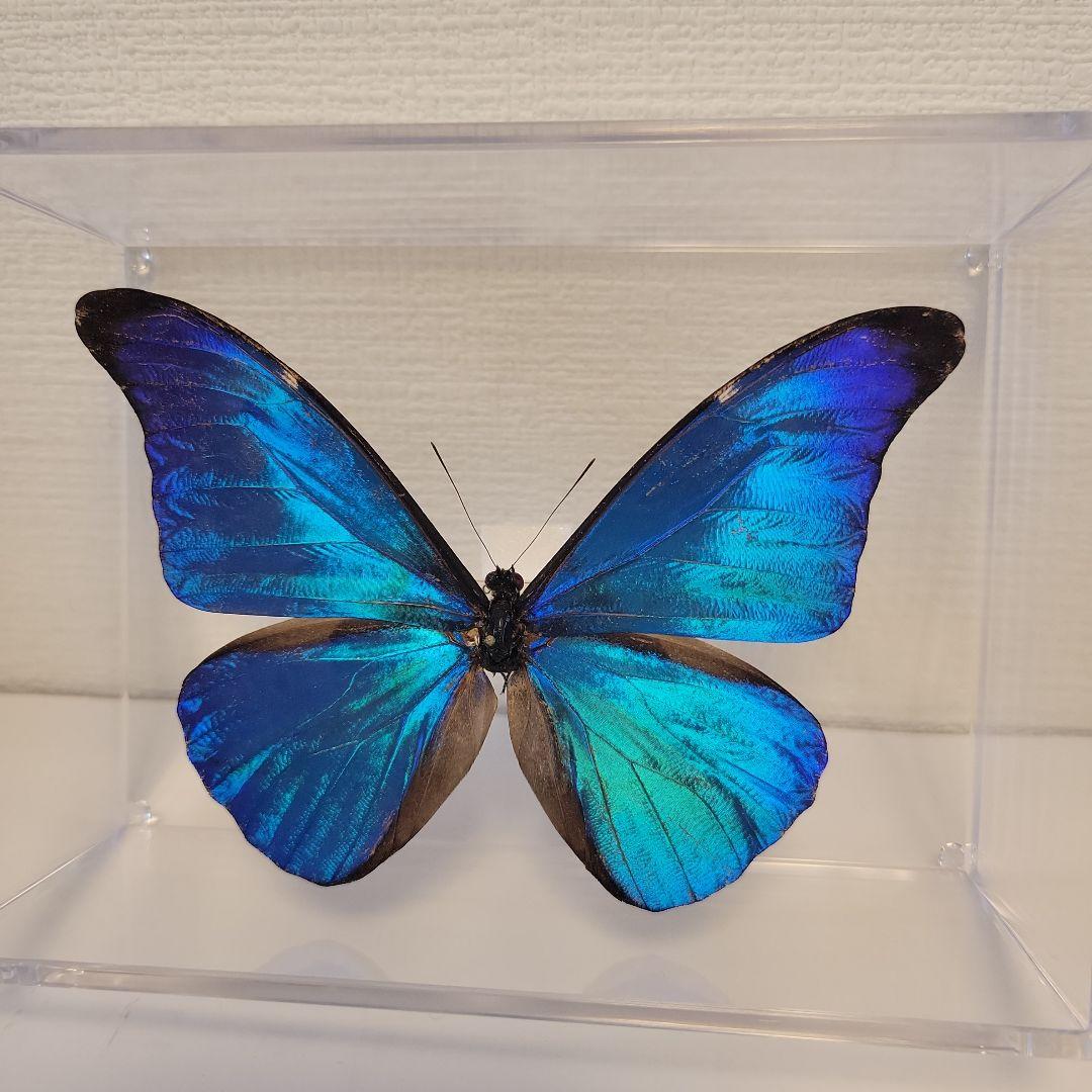蝶の標本　熱帯ジャングルを舞う宝石(珍珍A)