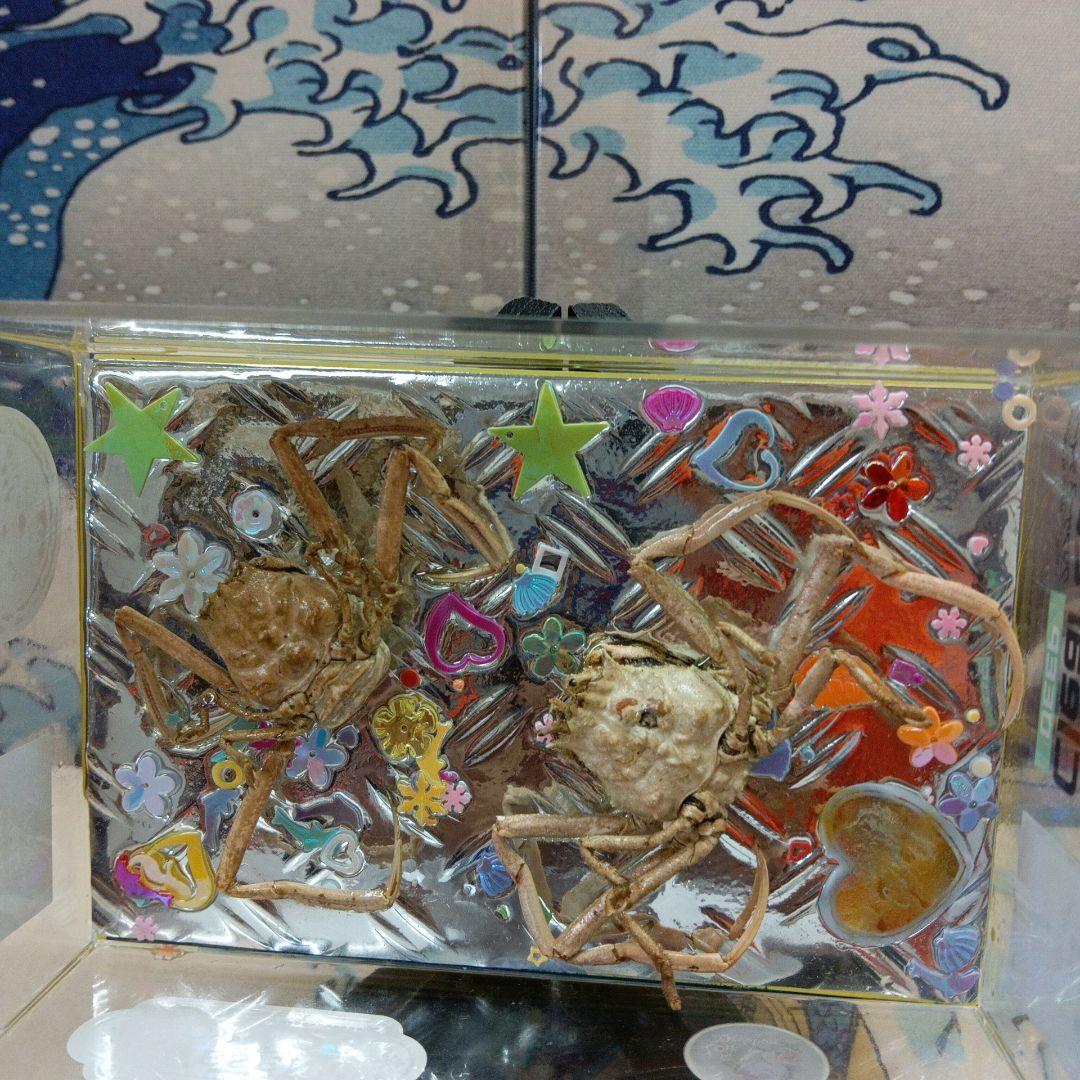 稀少平家怨霊讃岐國屋島檀ノ浦長門國下関壇之浦源平合戦凹凸立体平家蟹鬼面蟹標本飾り