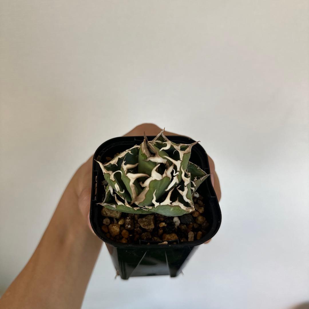 アガベ cok 追星 cg01（インドネシア株）子株有り