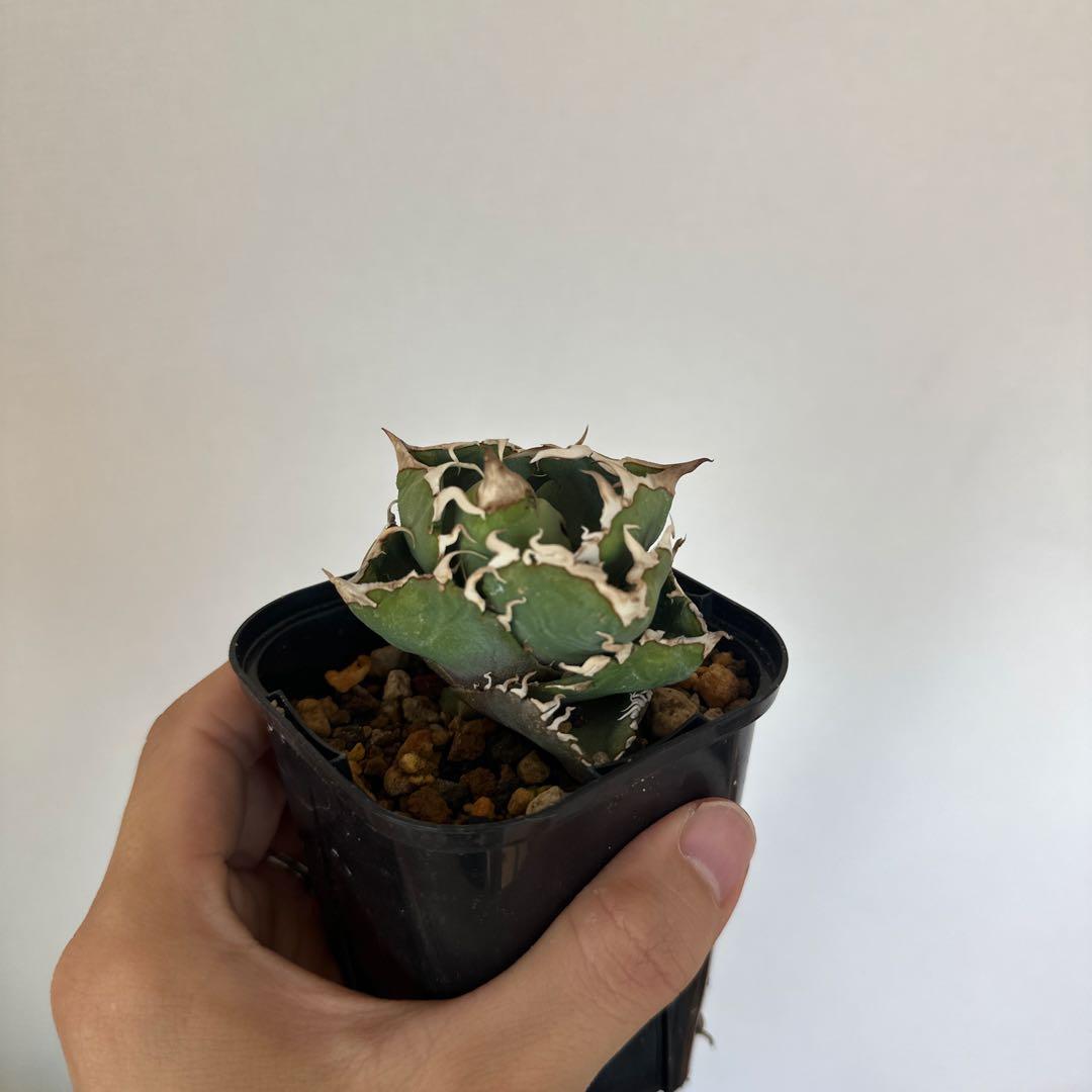 アガベ cok 追星 cg01（インドネシア株）子株有り