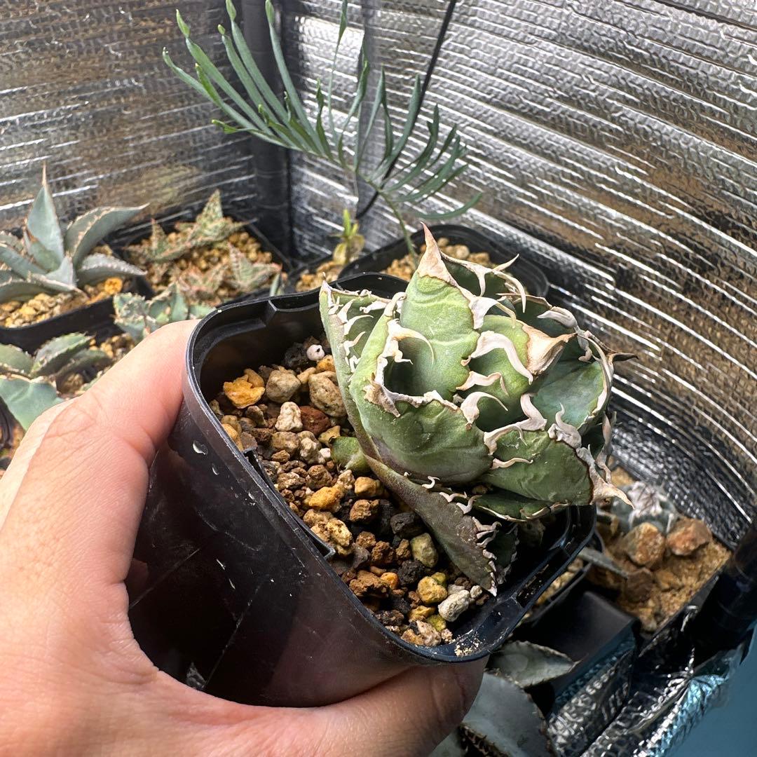 アガベ cok 追星 cg01（インドネシア株）子株有り