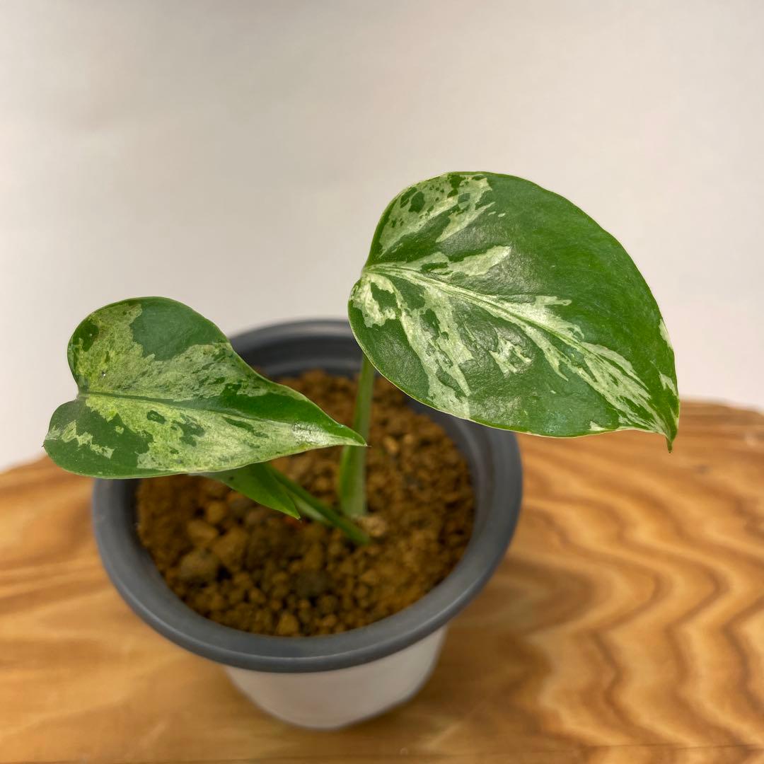 T*Y様 L028斑入り保証！品種保証！Bulbasaurモンステラ・フシギダネ