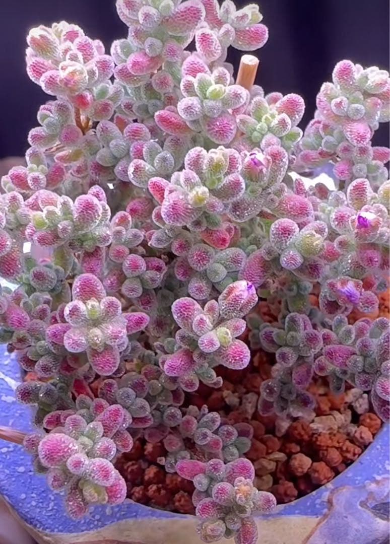 速達便付き　ドロサンテマム　キラキラIce crystal 大株　抜き苗　1株