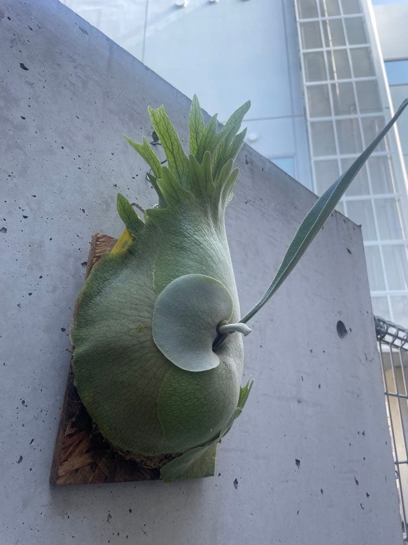 P. Rydeen × P. veitchii HighFinger