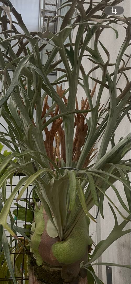 P. Rydeen × P. veitchii HighFinger