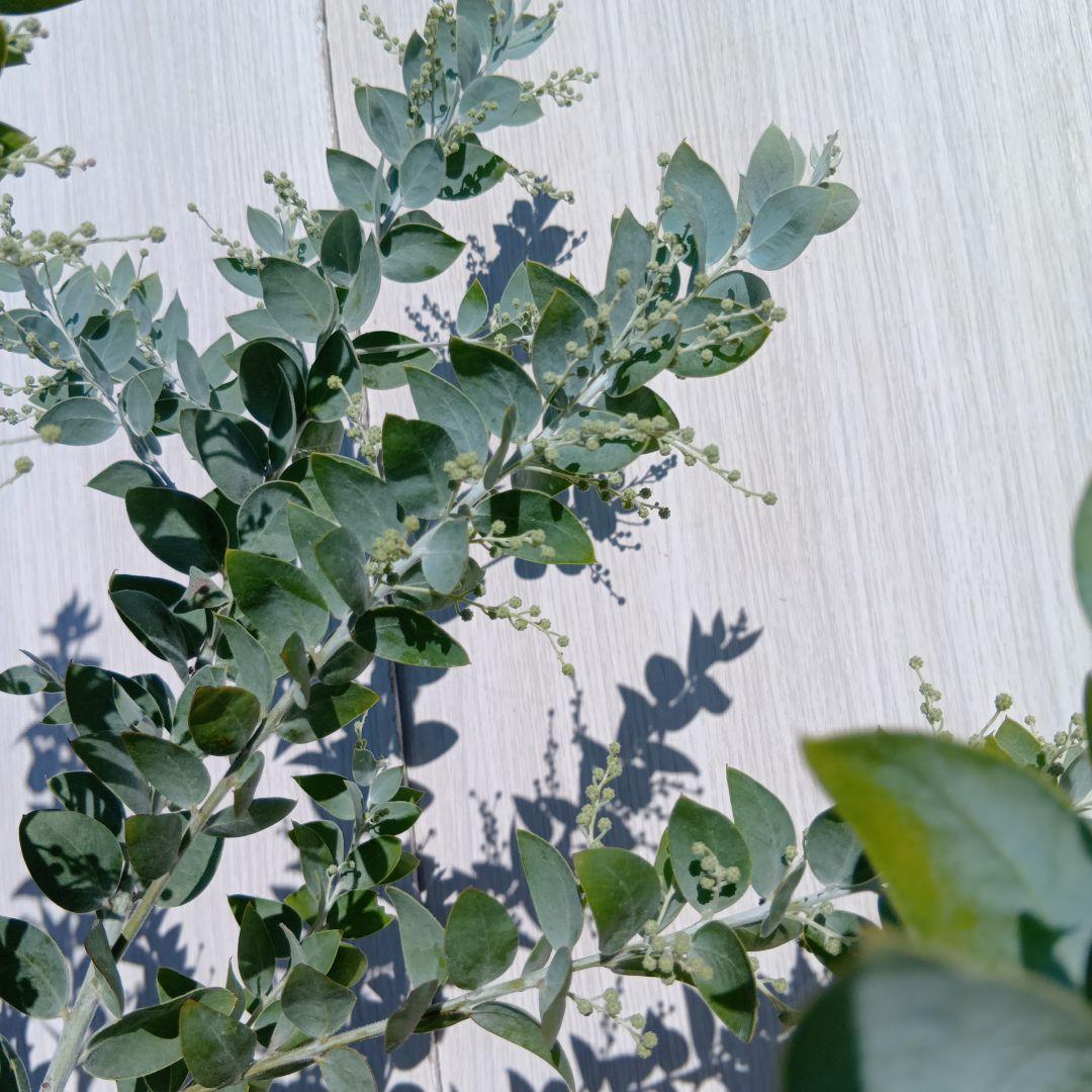 セルパさん専用　パールアカシア　2本同時購入価格