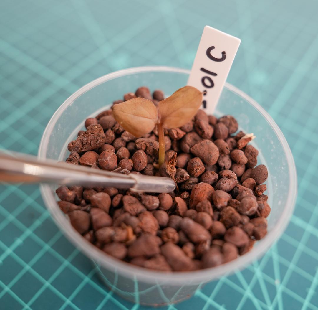 ザミオクルカス 斑入り（2株＋1株おまけセット）