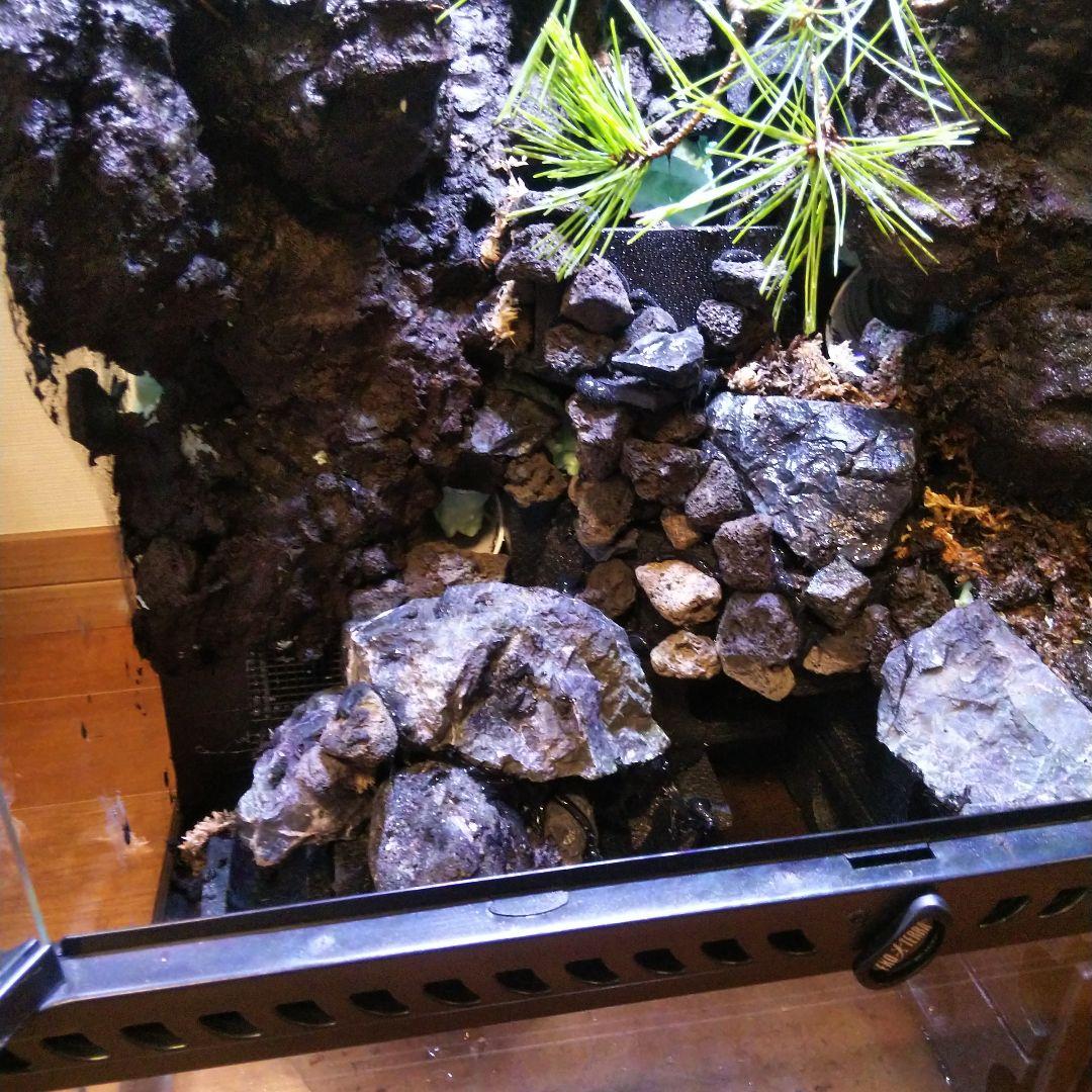 滝のあるアクアテラリウム完成品