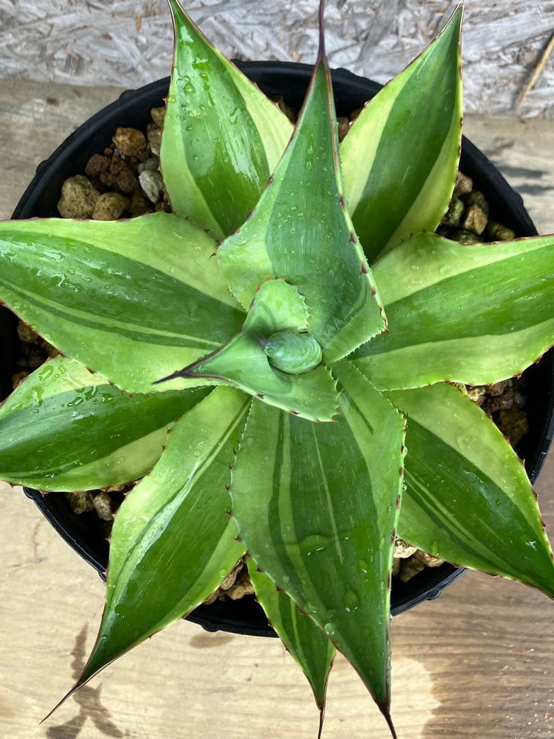 AGB33　アガベ　オバティフォリアキラー　中株【特選株】