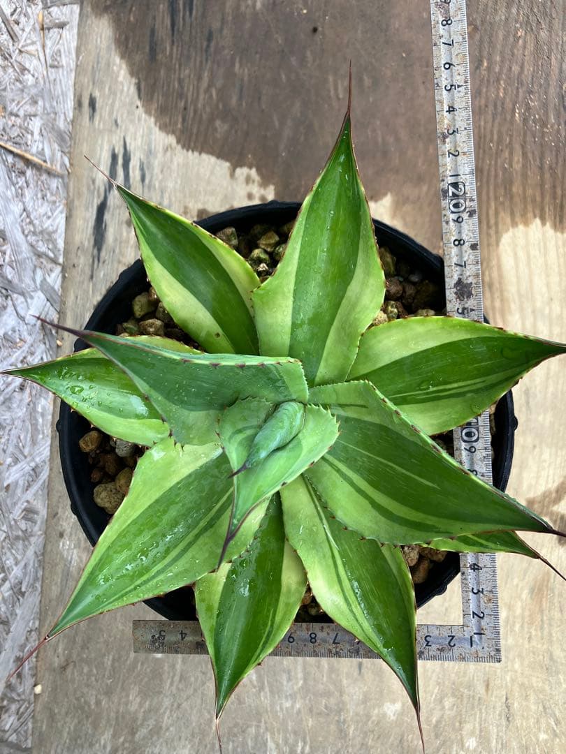 AGB33　アガベ　オバティフォリアキラー　中株【特選株】