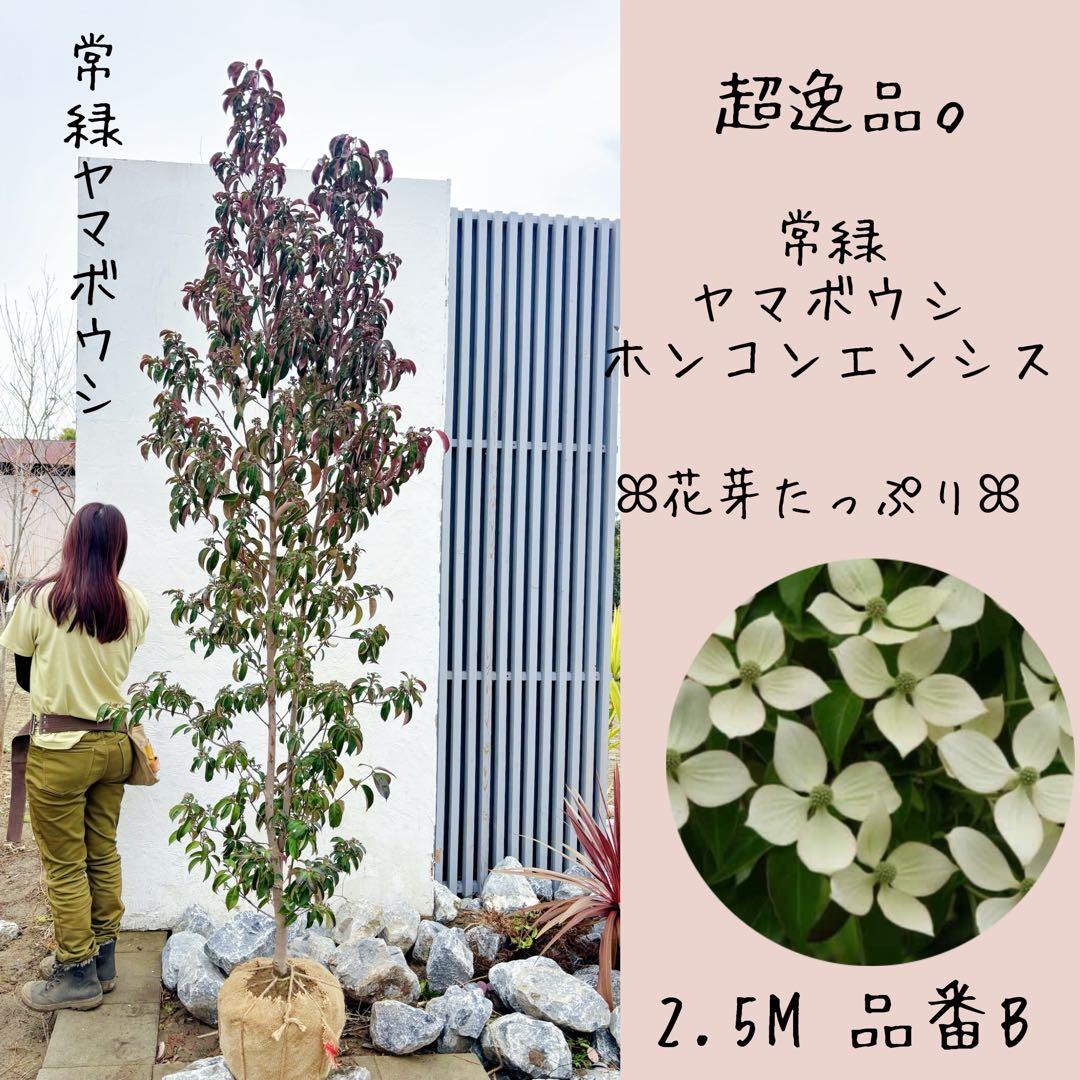 超逸品。常緑ヤマボウシ ホンコンエンシス2.5M(鉢底から)品番B