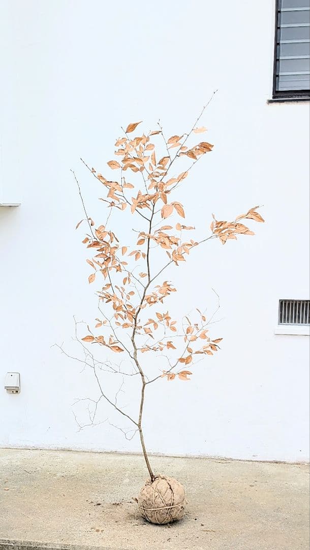 俊。山採りヤマコウバシ。