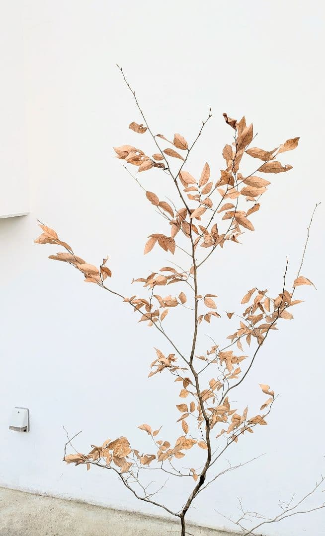 俊。山採りヤマコウバシ。