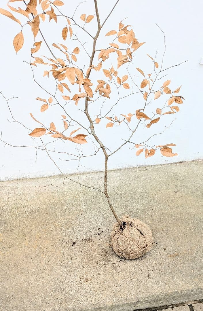 俊。山採りヤマコウバシ。