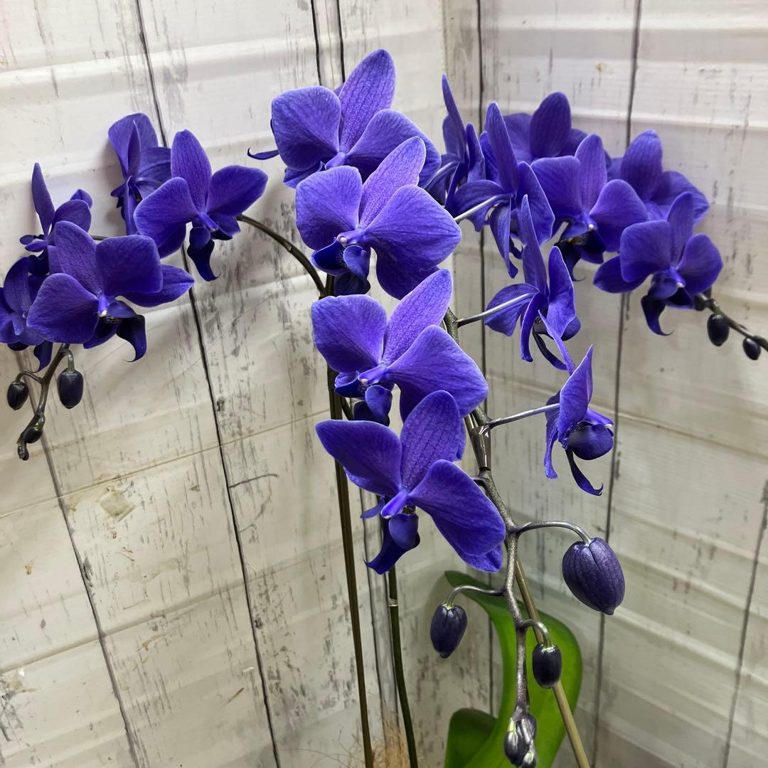 ⑤正規品　希少品種　胡蝶蘭　コチョウラン　ファレノプシス　ブルージーン　パープル