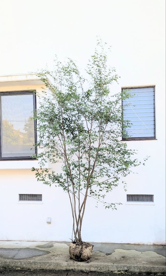 3.3m！至高の山採りハイノキ。
