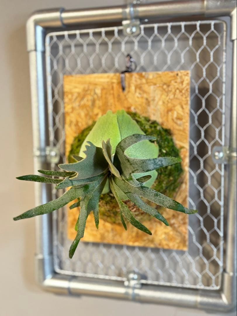 Jone！Jade Girl/Bacteria 板付け